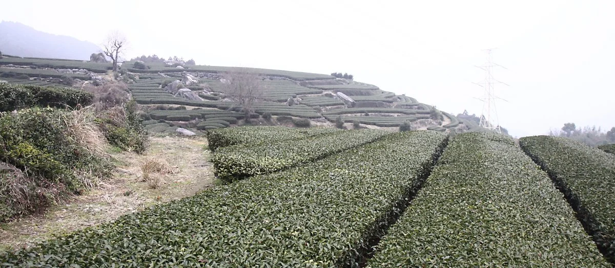 image_8259102191541479329647.jpg?type=w1200