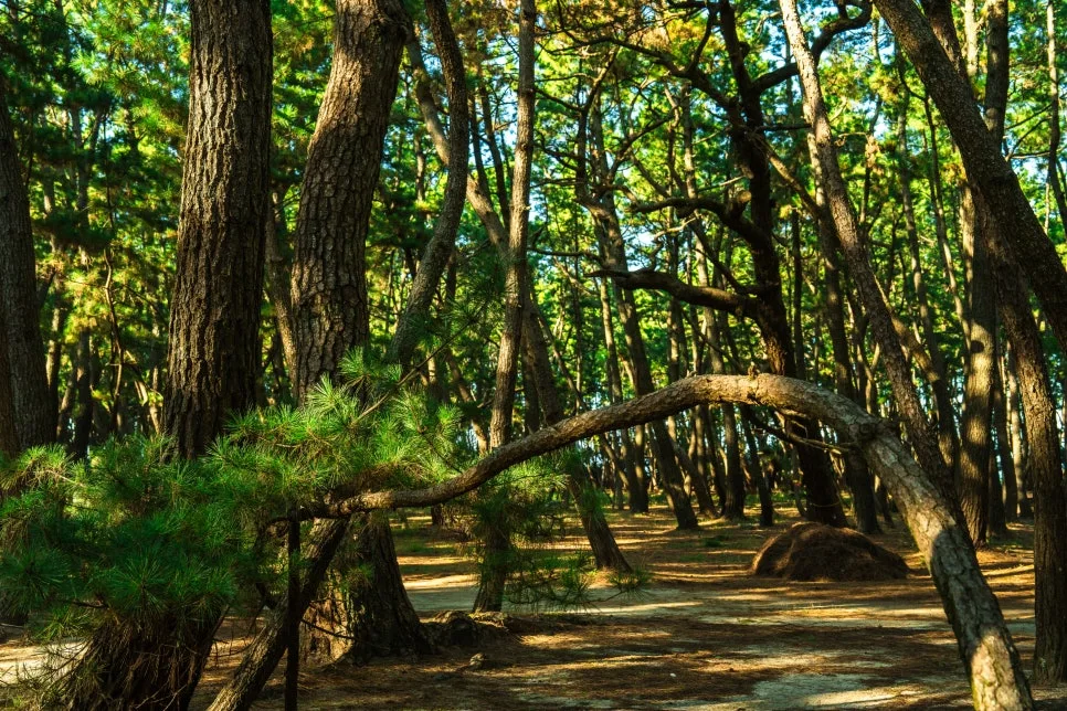 %EB%8B%88%EC%A7%80%EB%85%B8%EB%A7%88%EC%93%B0%EB%B0%94%EB%9D%BC-4.jpg?type=w966