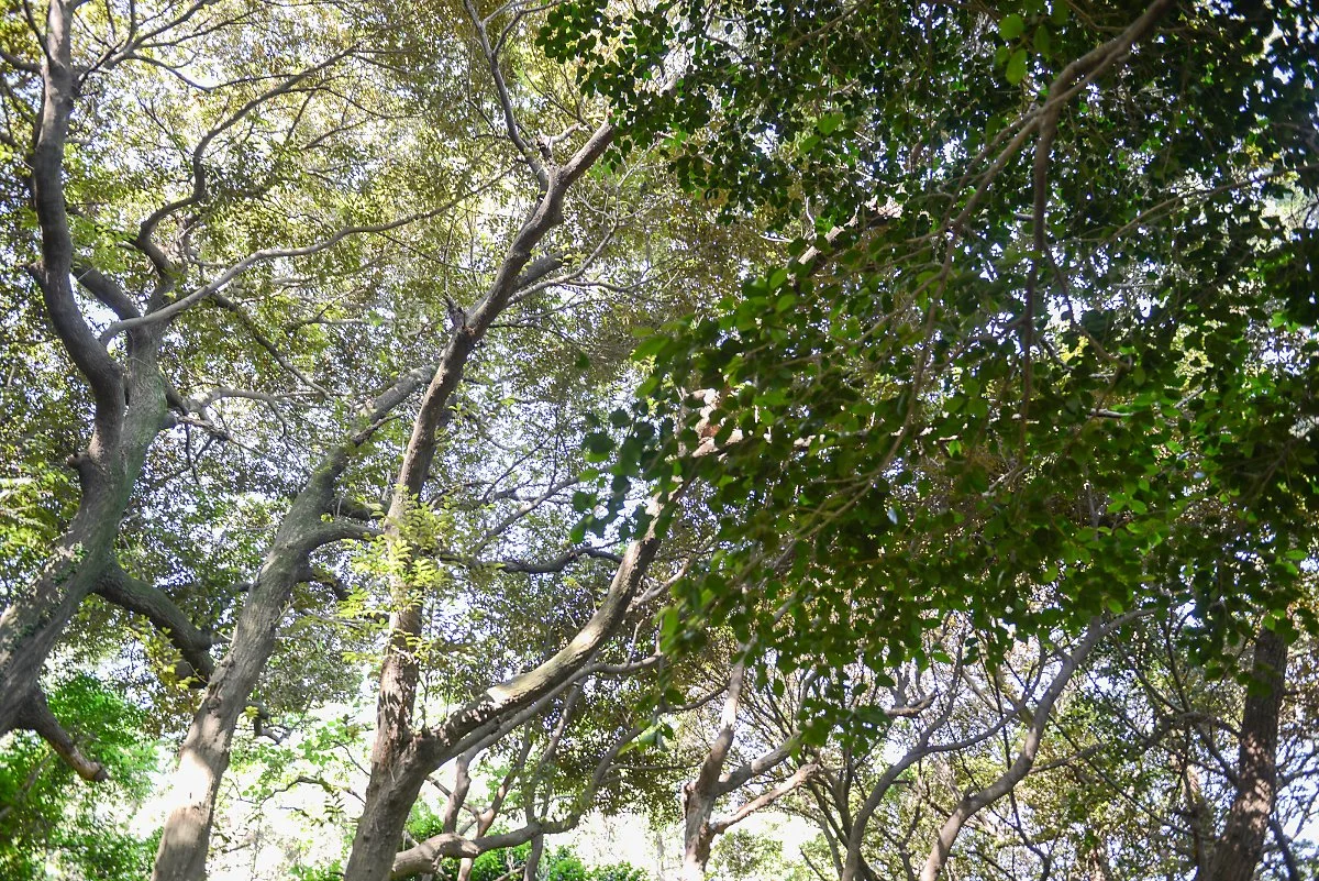 %ED%9B%84%EB%B0%95_%EC%83%9D%EB%8B%AC%EB%82%98%EB%AC%B4%EA%B5%B0%EB%9D%BD.jpg?type=w1200