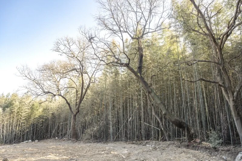 %EA%B5%AC%EB%A3%A1%EB%A7%88%EC%9D%84%EB%8C%80%EB%82%98%EB%AC%B4%EC%88%B2_%281%29.jpg?type=w1200