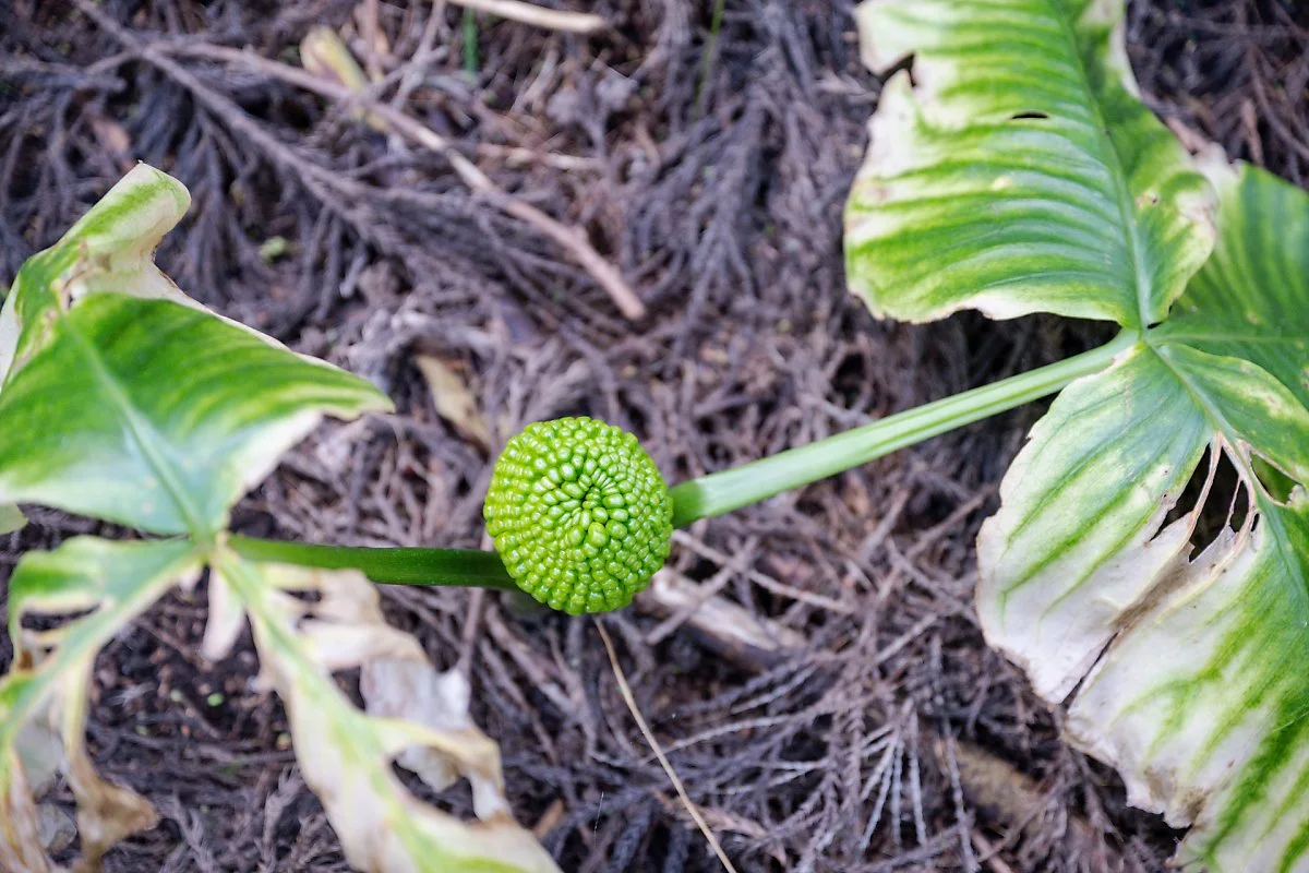 %EB%B6%89%EC%9D%80%EC%98%A4%EB%A6%84_%2815%29.jpg?type=w1200