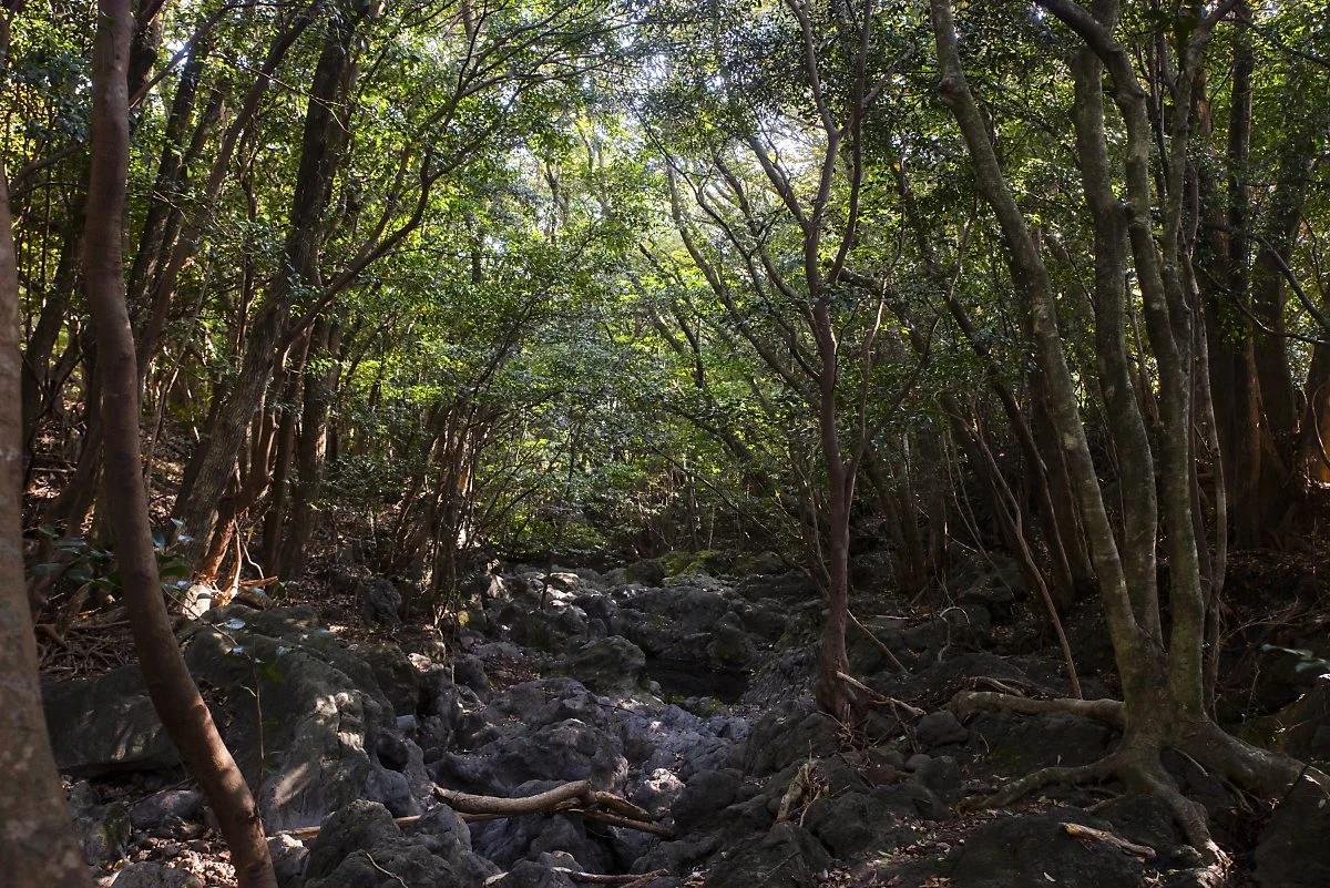 %EB%A8%B8%EC%B3%87%EC%99%93%EC%88%B2%EA%B8%B8_003.jpg?type=w1200