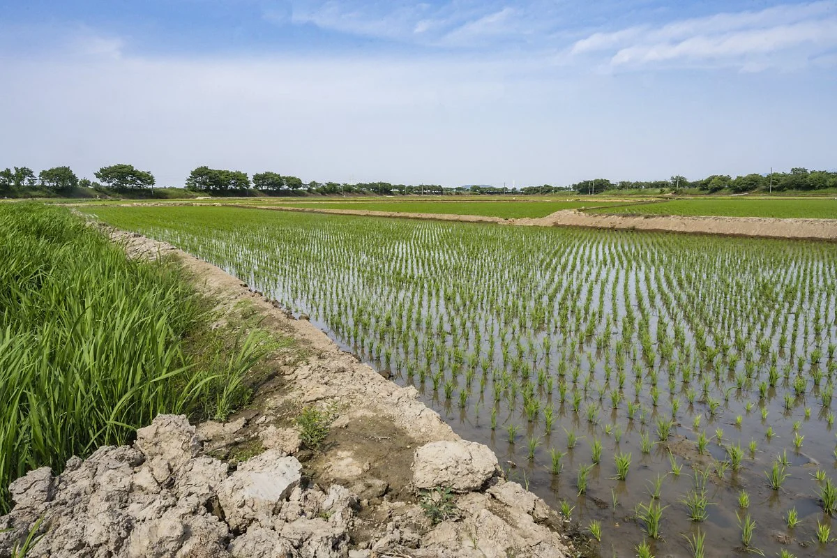 %EA%B9%80%EC%A0%9C%EB%B2%BD%EA%B3%A8%EC%A0%9C%EC%83%9D%ED%83%9C%EB%86%8D%EA%B2%BD%EC%9B%90_%2825%29.jpg?type=w1200