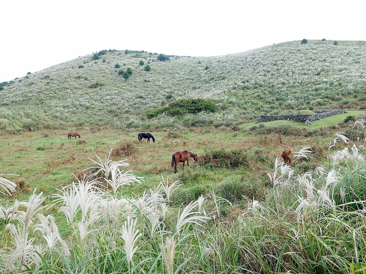 용눈이오름 (32).JPG