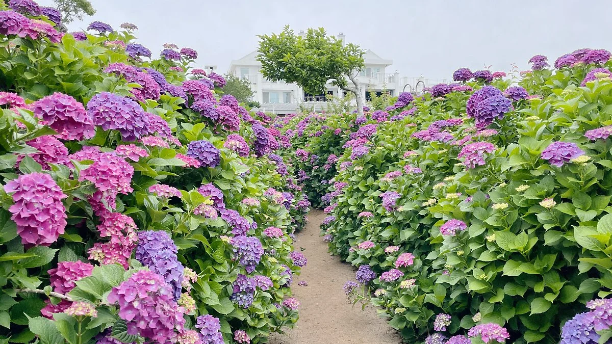 %EB%A7%88%EB%85%B8%EB%A5%B4%EB%B8%94%EB%9E%91_%286%29.JPG?type=w1200