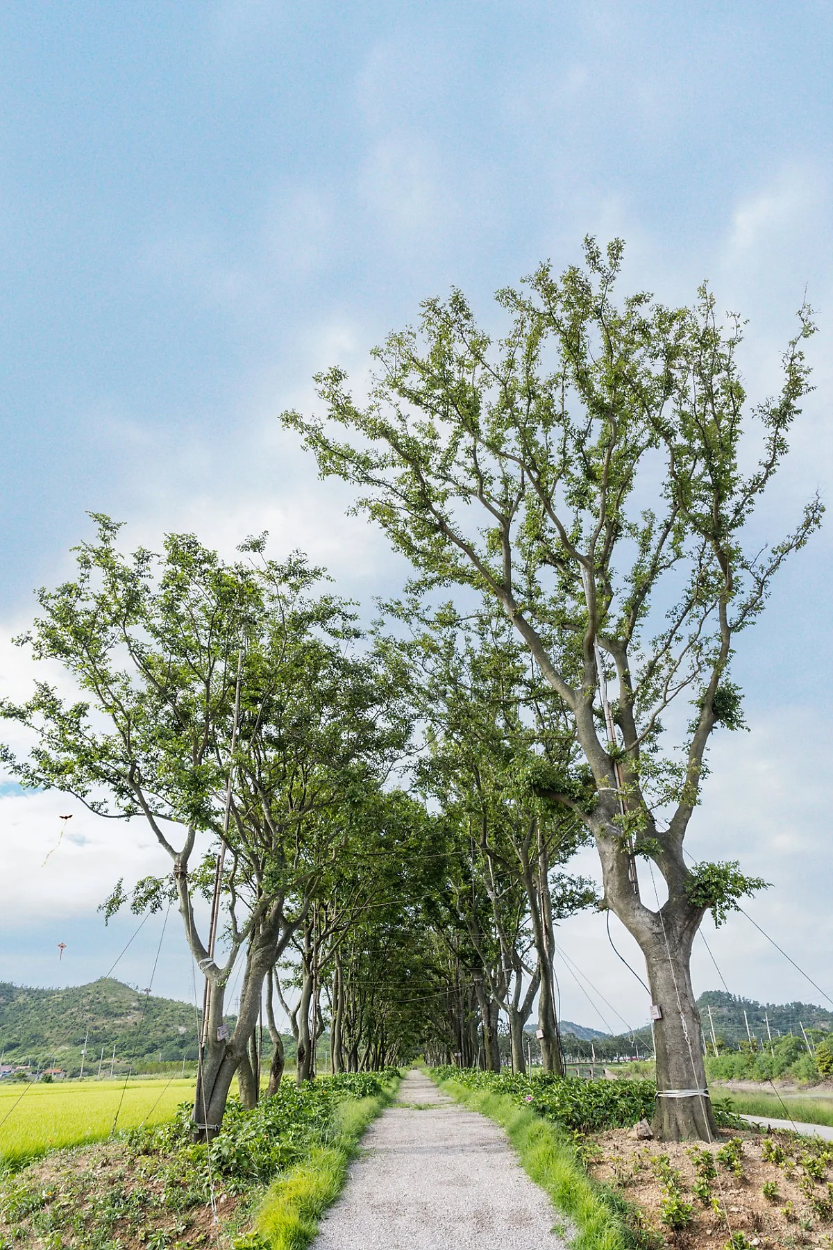 %ED%8C%BD%EB%82%98%EB%AC%B4%EC%8B%AD%EB%A6%AC%EA%B8%B8_%281%29.jpg?type=w1200