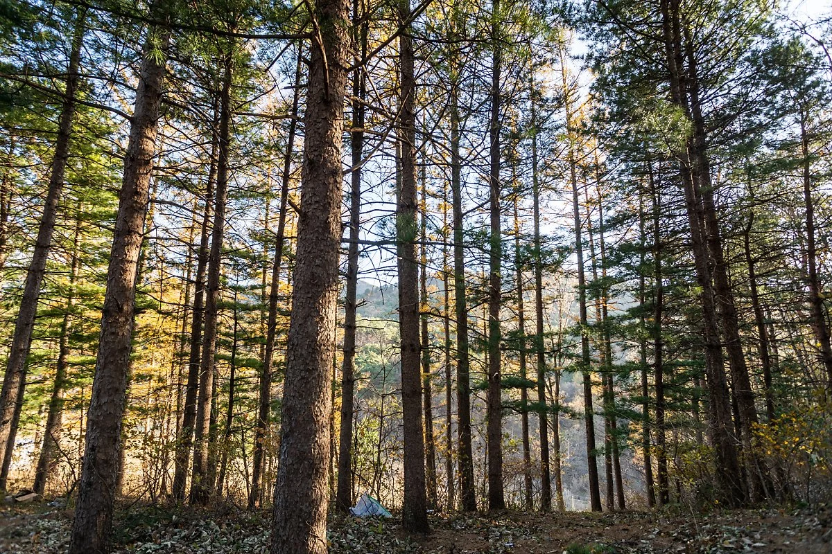 %ED%81%AC%EA%B8%B0%EB%B3%80%ED%99%9810._%EC%88%B2.jpg?type=w1200