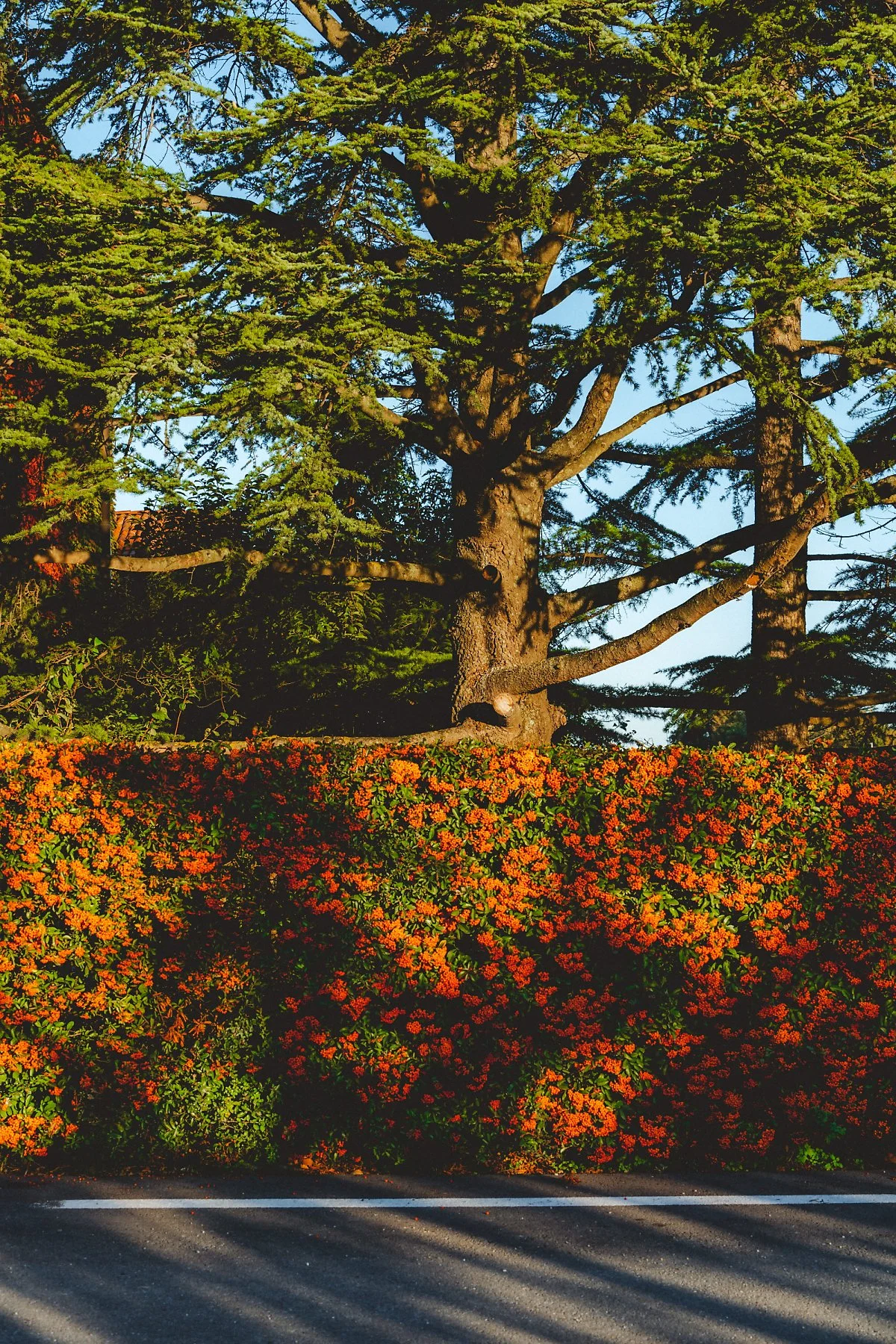 %EB%B9%8C%EB%9D%BC_%EC%8A%A4%ED%8C%8C%EB%A6%AC%EB%82%98_%EB%A6%AC%EC%A1%B0%ED%8A%B8_%285%29.jpg?typew1200