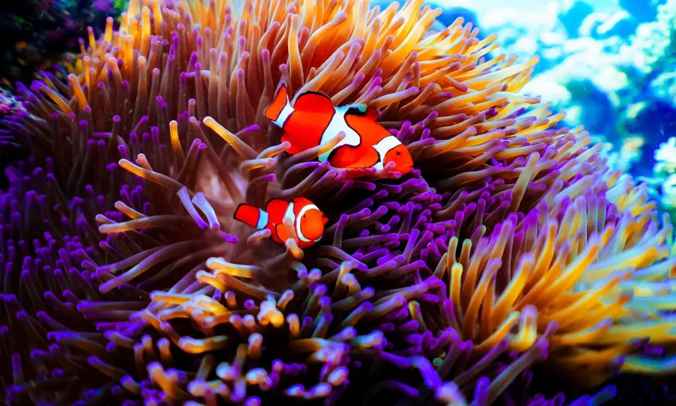 %EC%8A%A4%EC%BF%A0%EB%B2%84_%EB%8B%A4%EC%9D%B4%EB%B9%99_-_c_Quicksilver_(1).jpg?type=w966