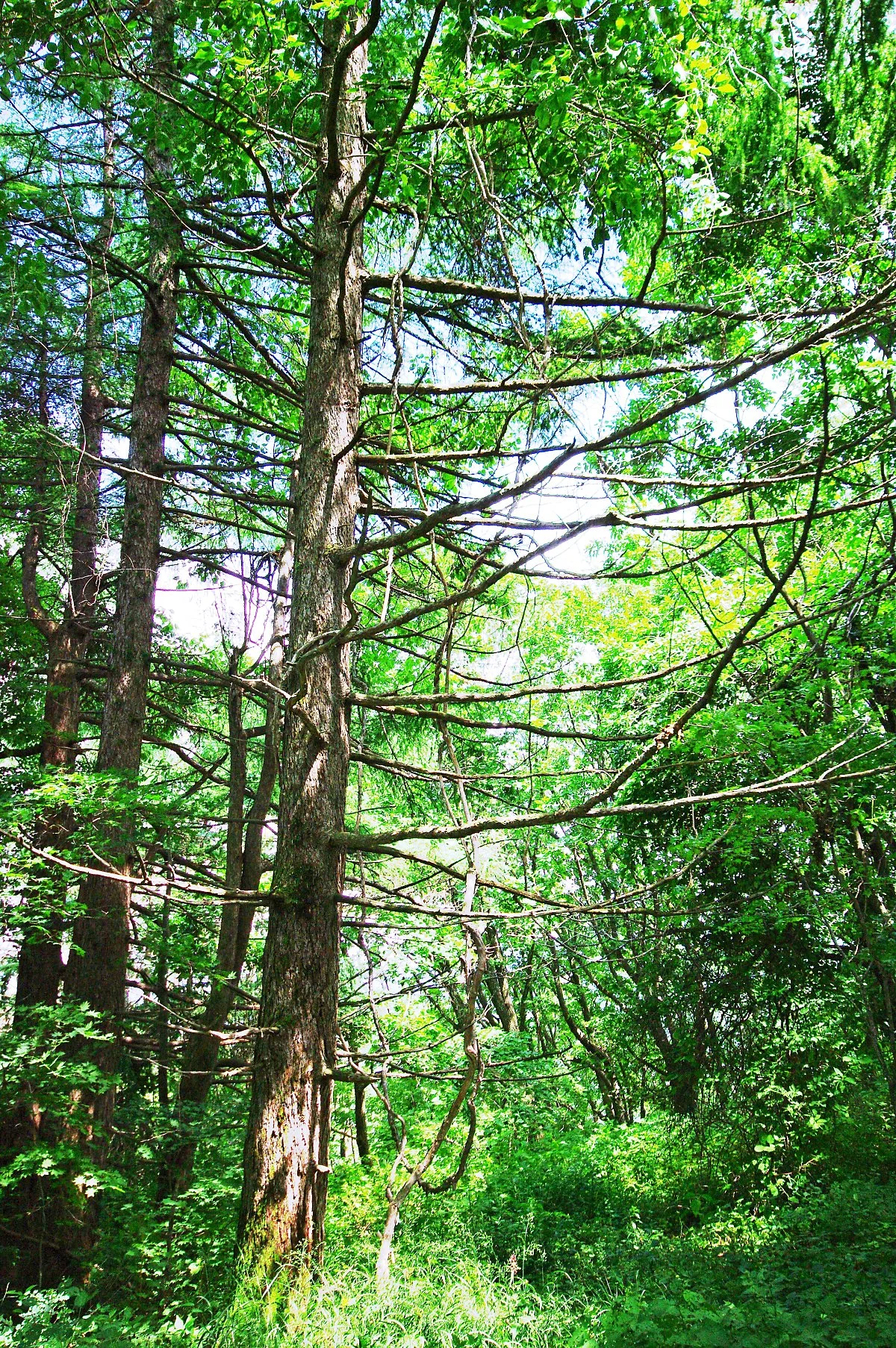 %EC%9E%88%EB%8A%94_%EA%B7%B8%EB%8C%80%EB%A1%9C%EC%9D%98_%EC%9E%90%EC%97%B0%EC%9C%BC%EB%A1%9C_%EA%B0%80%EB%93%9D%ED%95%9C_%EC%88%B2.JPG?type=w1200