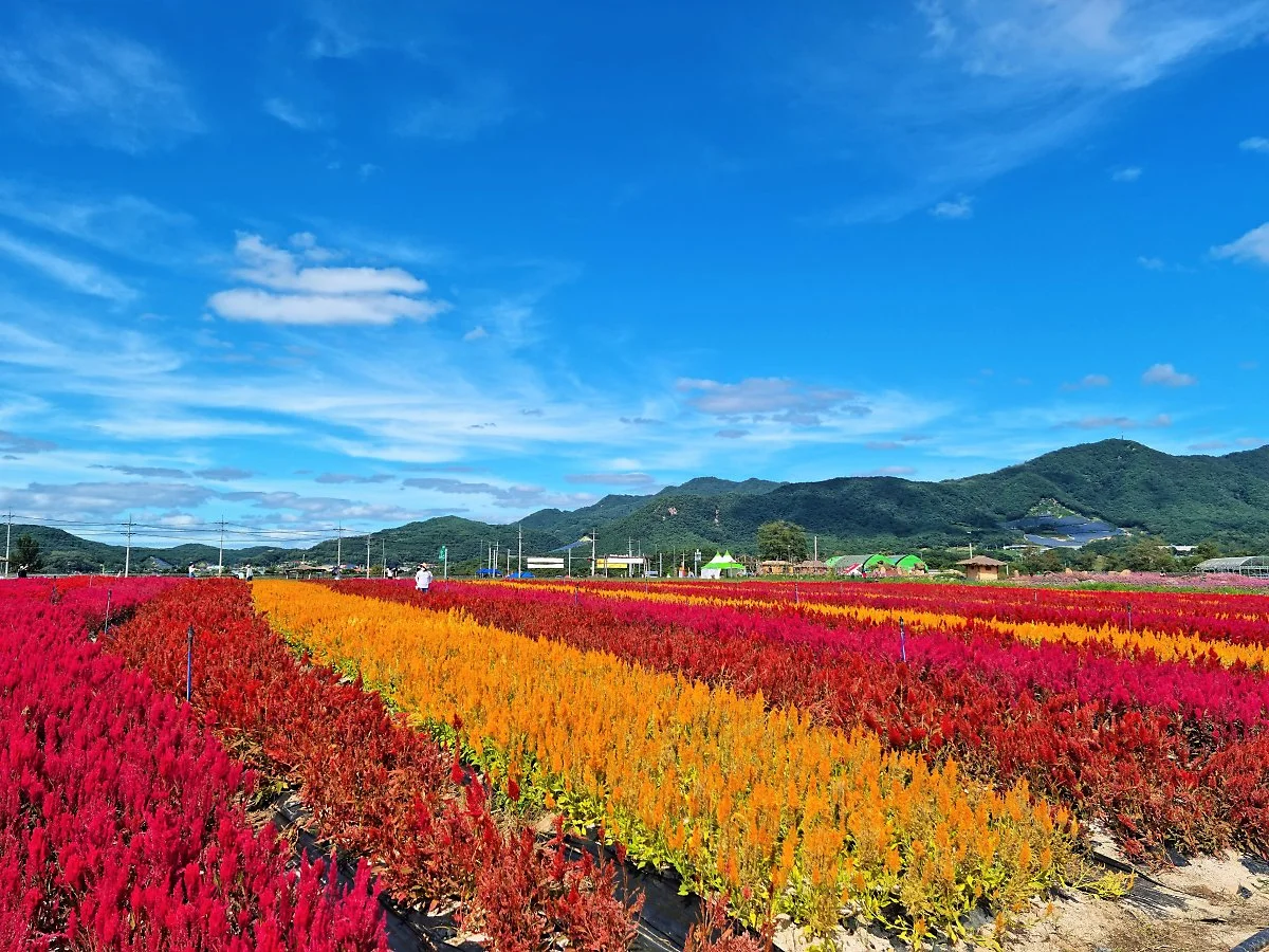 02%EA%B3%A0%EC%84%9D%EC%A0%95%EA%BD%83%EB%B0%AD_%282%29.jpg?type=w1200