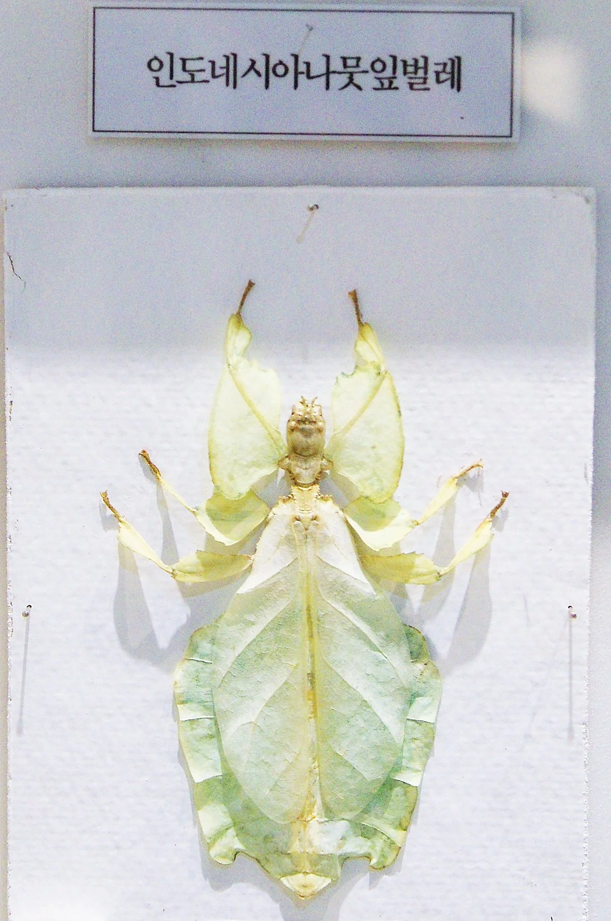 %EC%B2%AD%EC%A3%BC%EB%9E%9C%EB%93%9C_%EA%B3%B5%EB%A3%A1%EC%A0%84%EC%8B%9C%EA%B4%80_%EA%B3%A4%EC%B6%A9%EC%A0%84%EC%8B%9C%EC%8B%A4%EC%97%90_%EC%9E%88%EB%8A%94_%EC%9D%B8%EB%8F%84%EB%84%A4%EC%8B%9C%EC%95%84%EB%82%98%EB%AD%87%EC%9E%8E%EB%B2%8C%EB%A0%88.JPG?type=w1200