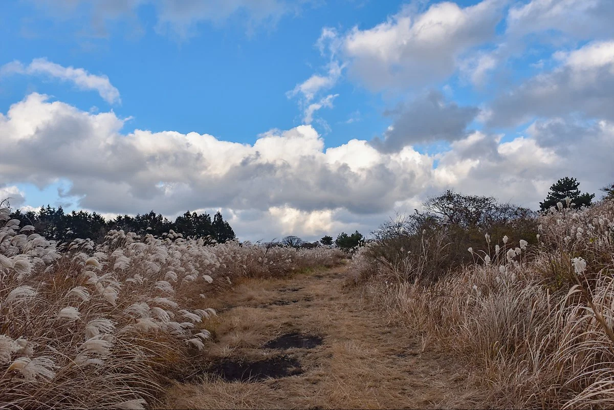 %EB%8F%99%EA%B1%B0%EB%AC%B8%EC%9D%B4%EC%98%A4%EB%A6%84_%283%29.jpg?type=w1200