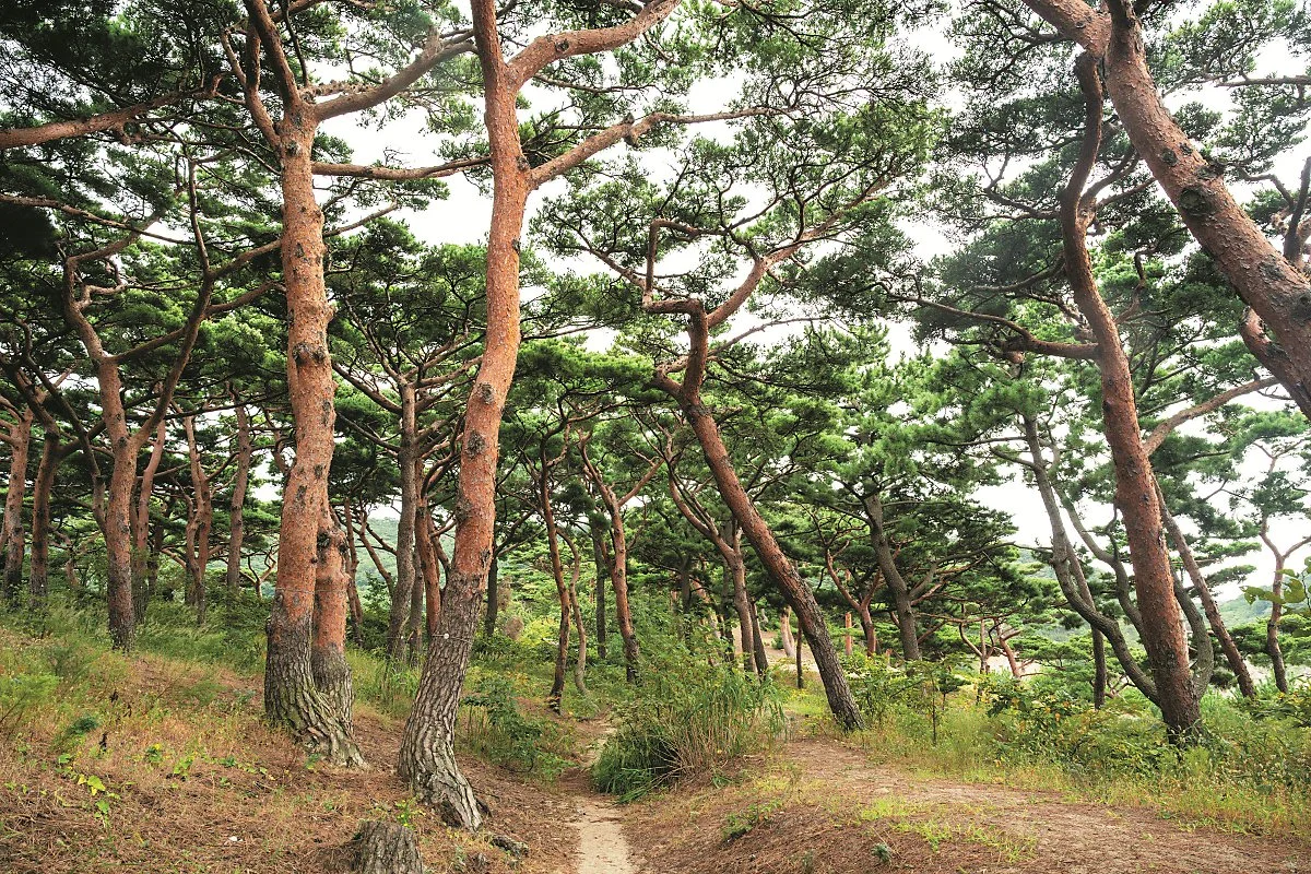 %EB%8C%80%EC%B2%AD%EB%8F%84_%2813%29%EB%AA%A8%EB%9E%98%EC%9A%B8%ED%95%B4%EB%B3%80_%EA%B8%B0%EB%A6%B0%EC%86%A1.jpg?type=w1200