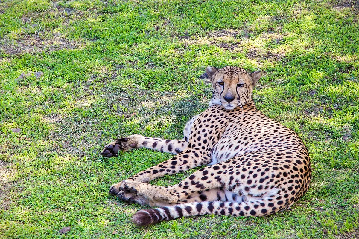 %EC%B9%B4%EC%A0%A4%EB%9D%BC_%ED%92%8D%EA%B2%BD_%283%29.jpg?type=w1200