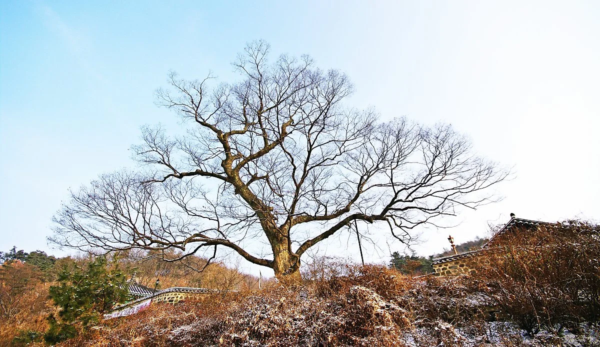 860%EB%85%84_%EB%90%9C_%EB%8A%90%ED%8B%B0%EB%82%98%EB%AC%B4%EA%B0%80_%EB%B9%84%EC%95%94%EC%82%AC_%EB%8B%B4%EC%9E%A5_%EC%9C%84%EB%A1%9C_%EC%9A%B0%EB%9A%9D_%EC%86%9F%EC%95%98%EB%8B%A4..JPG?type=w1200