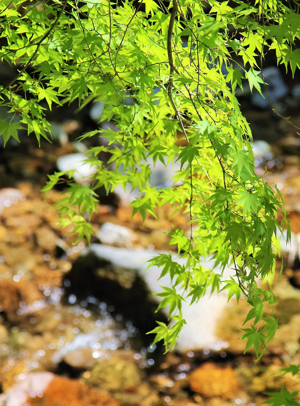 %EA%B0%95%EC%B2%9C%EC%82%B0_%281%29.JPG?type=w1200