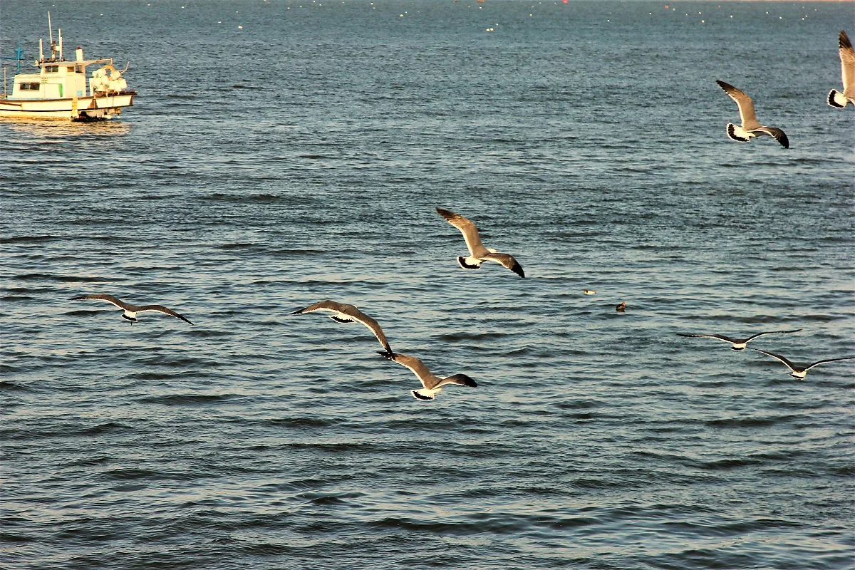 03%ED%95%9C%EC%A7%84%ED%8F%AC%EA%B5%AC_%283%29.JPG?type=w1200