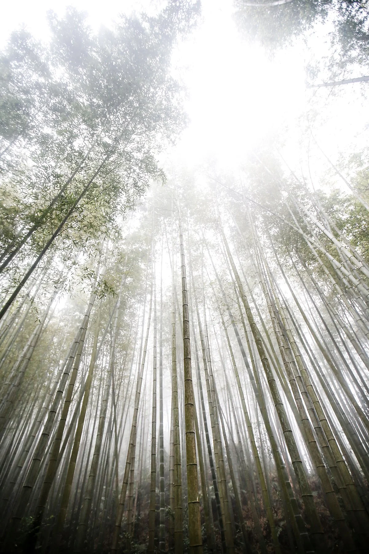 12_%EC%B4%89%EB%82%A8%EC%A3%BD%ED%95%B4_%EB%8C%80%EB%82%98%EB%AC%B4%EC%88%B2_MG_1344.jpg?type=w1200