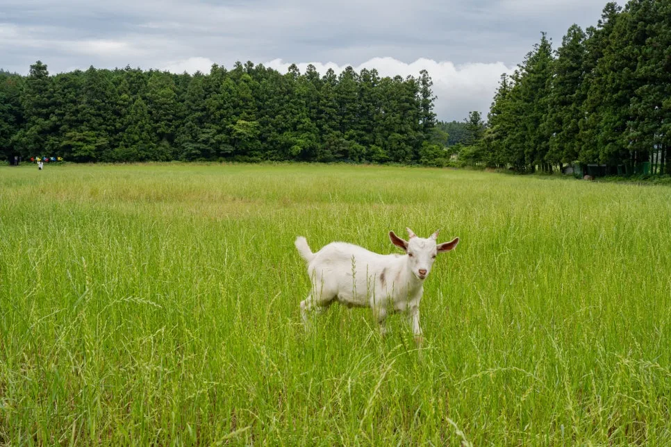 24_%EB%B9%84%EB%B0%80%EC%9D%98_%EC%88%B2_%EB%AA%A9%EC%B4%88%EC%A7%80,_%EA%B7%B8%EB%A6%AC%EA%B3%A0_%EC%95%84%EA%B8%B0_%EC%97%BC%EC%86%8C.jpg?type=w966