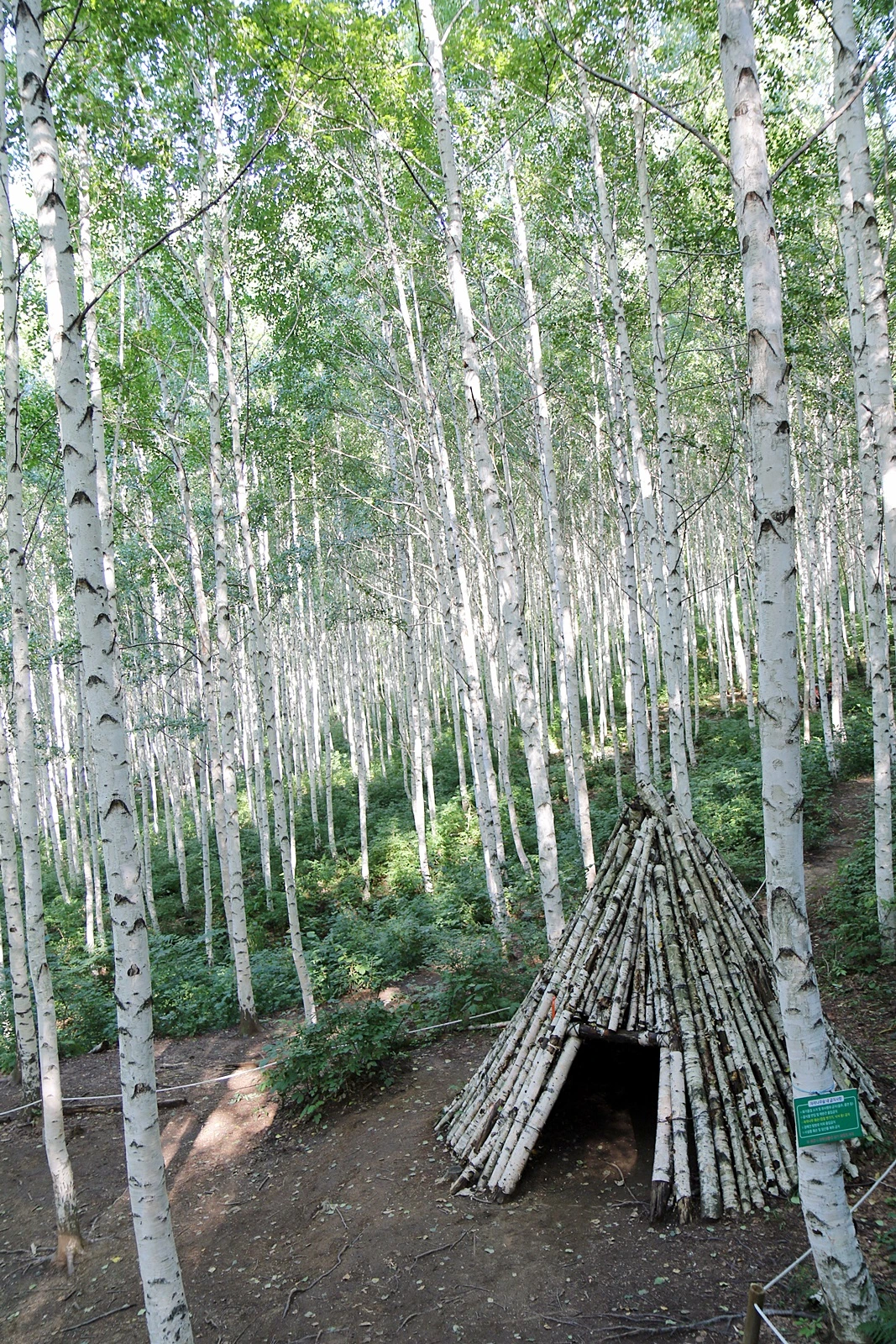 인제 자작나무 숲 (7).JPG