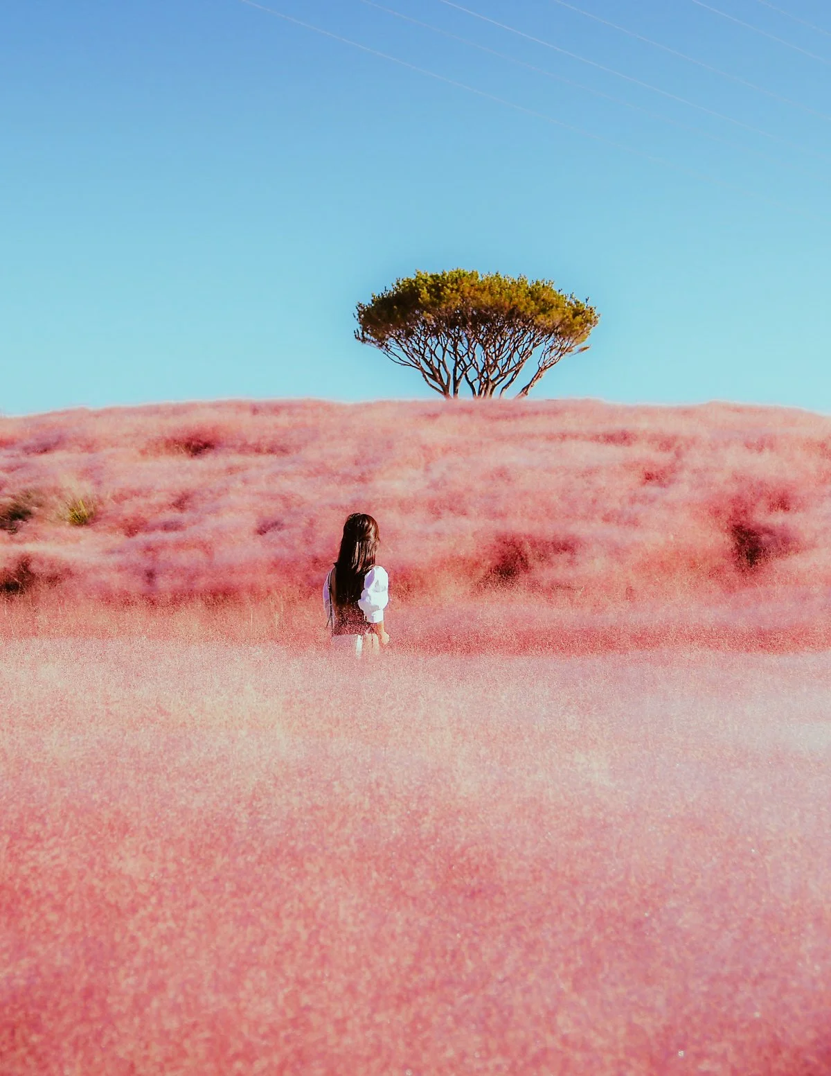 %EA%B2%BD%EB%82%A8_%ED%95%A9%EC%B2%9C_%EC%8B%A0%EC%86%8C%EC%96%91.jpg?type=w1200