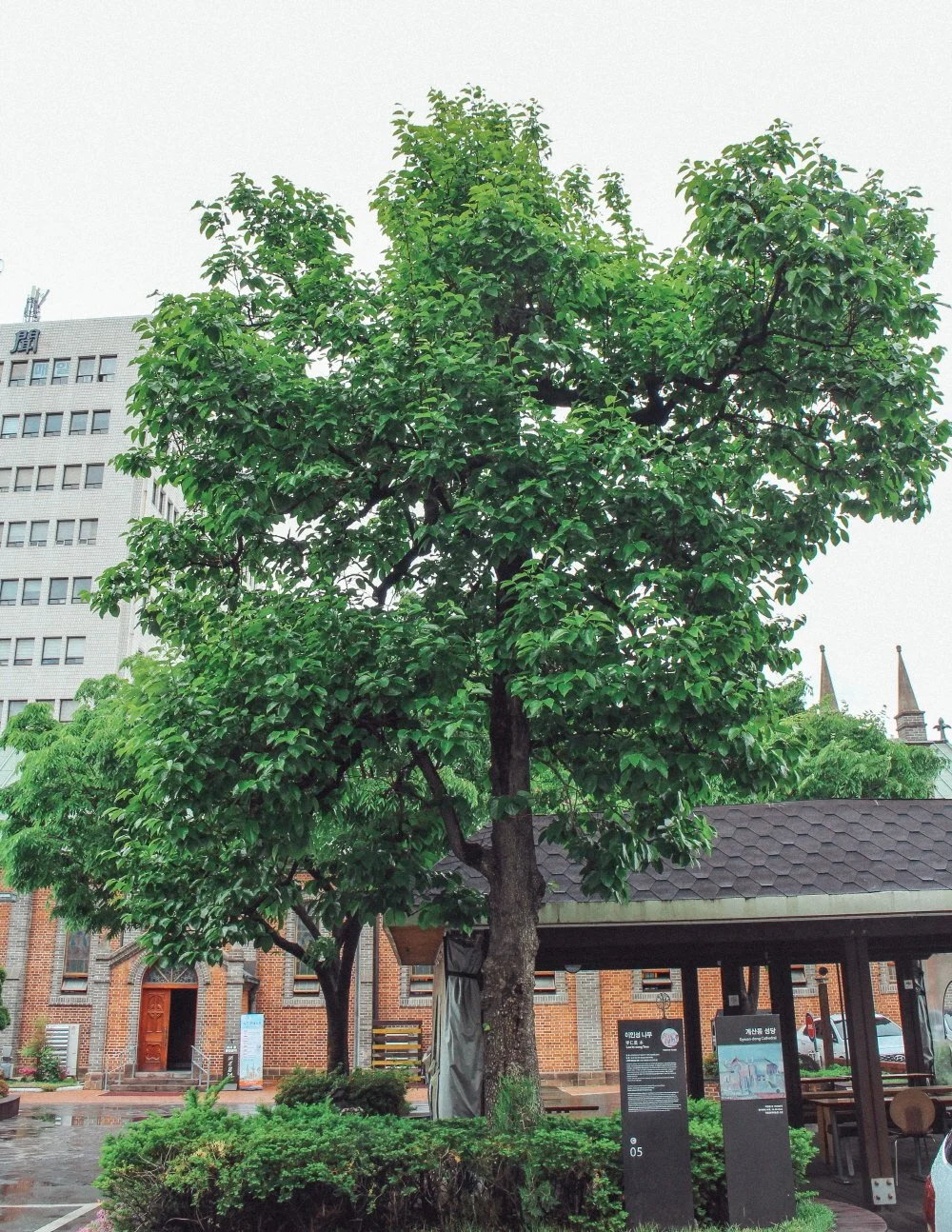 %EA%B3%84%EC%82%B0%EC%84%B1%EB%8B%B9_%EC%9D%B4%EC%9D%B8%EC%84%B1_%EB%82%98%EB%AC%B4.JPG?type=w1200