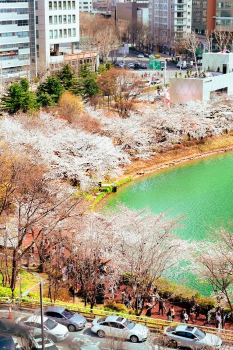 %EB%A0%88%EC%8A%A4%ED%8C%8C%EC%8A%A4_(1).jpg?type=w466