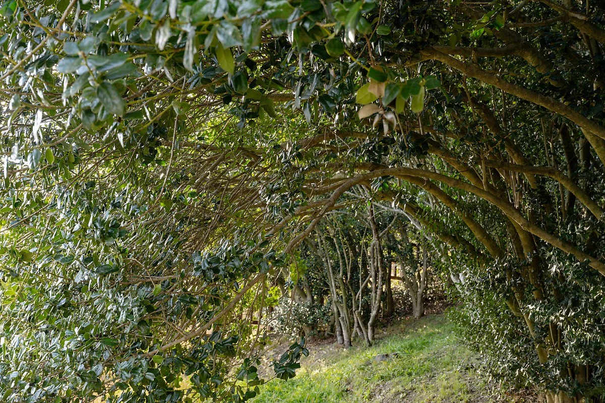 %EB%8F%84%EC%B2%AD%EB%A6%AC_%ED%98%B8%EB%9E%91%EA%B0%80%EC%8B%9C%EB%82%98%EB%AC%B4_%EA%B5%B0%EB%9D%BD%EC%A7%80_%285%29.jpg?type=w1200