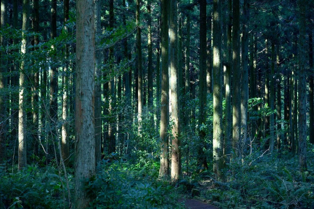 %EB%B6%89%EC%9D%80%EC%98%A4%EB%A6%84%2811%29.JPG?type=w1200