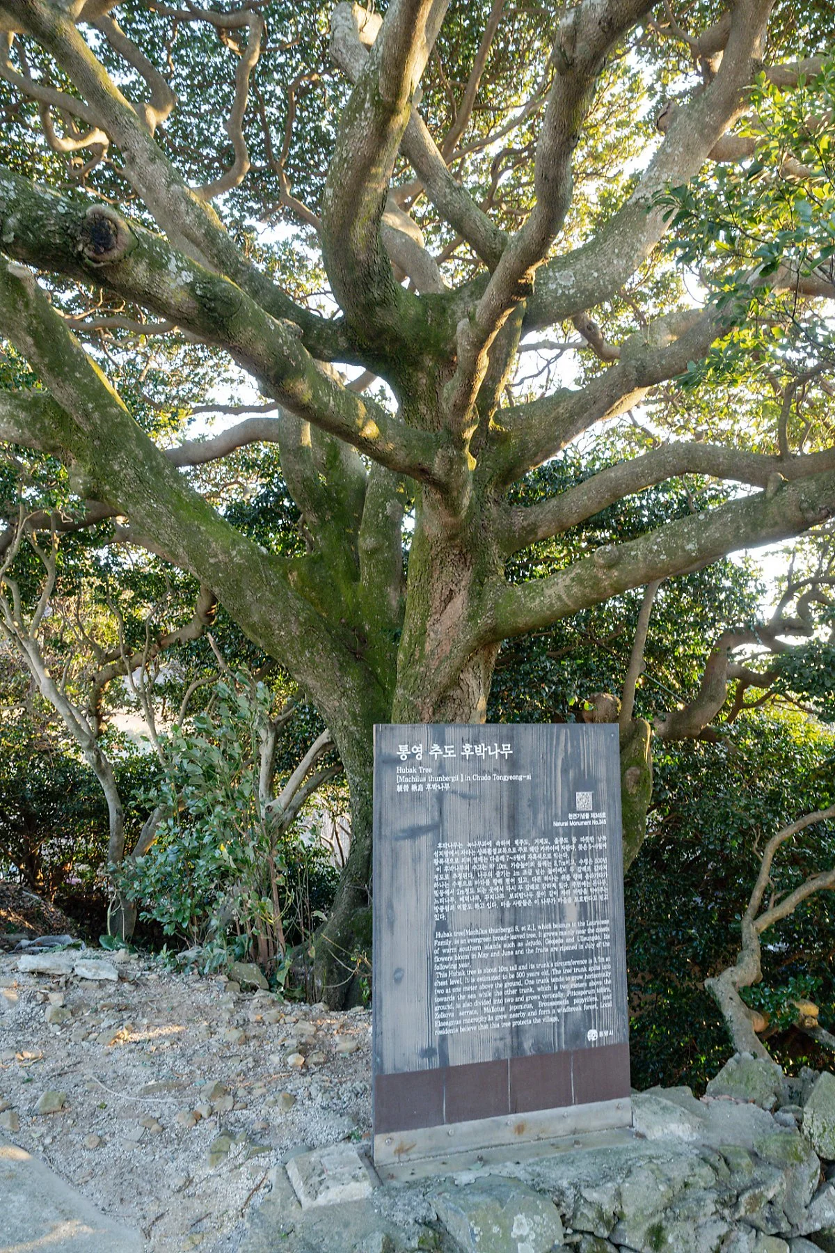 %ED%9B%84%EB%B0%95%EB%82%98%EB%AC%B4_%283%29.jpg?type=w1200