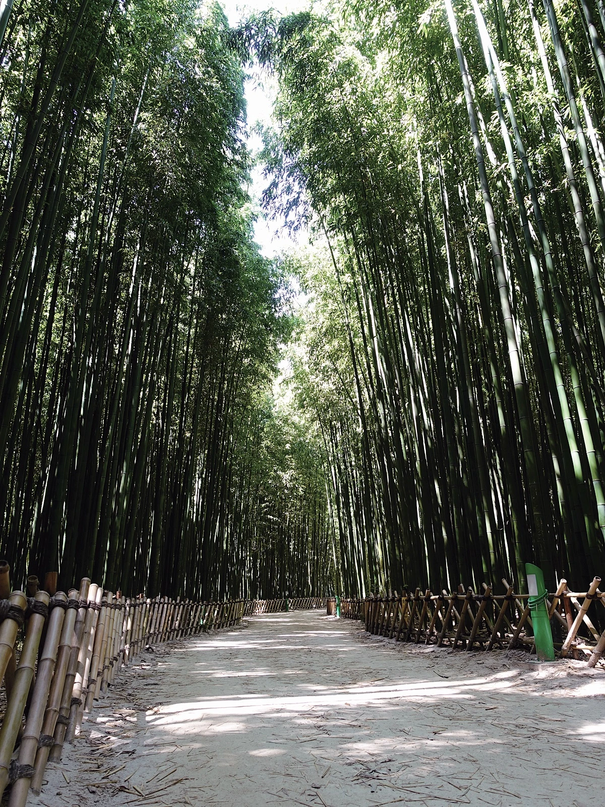 메인도비라_울산_태화강대공원 (6).JPG