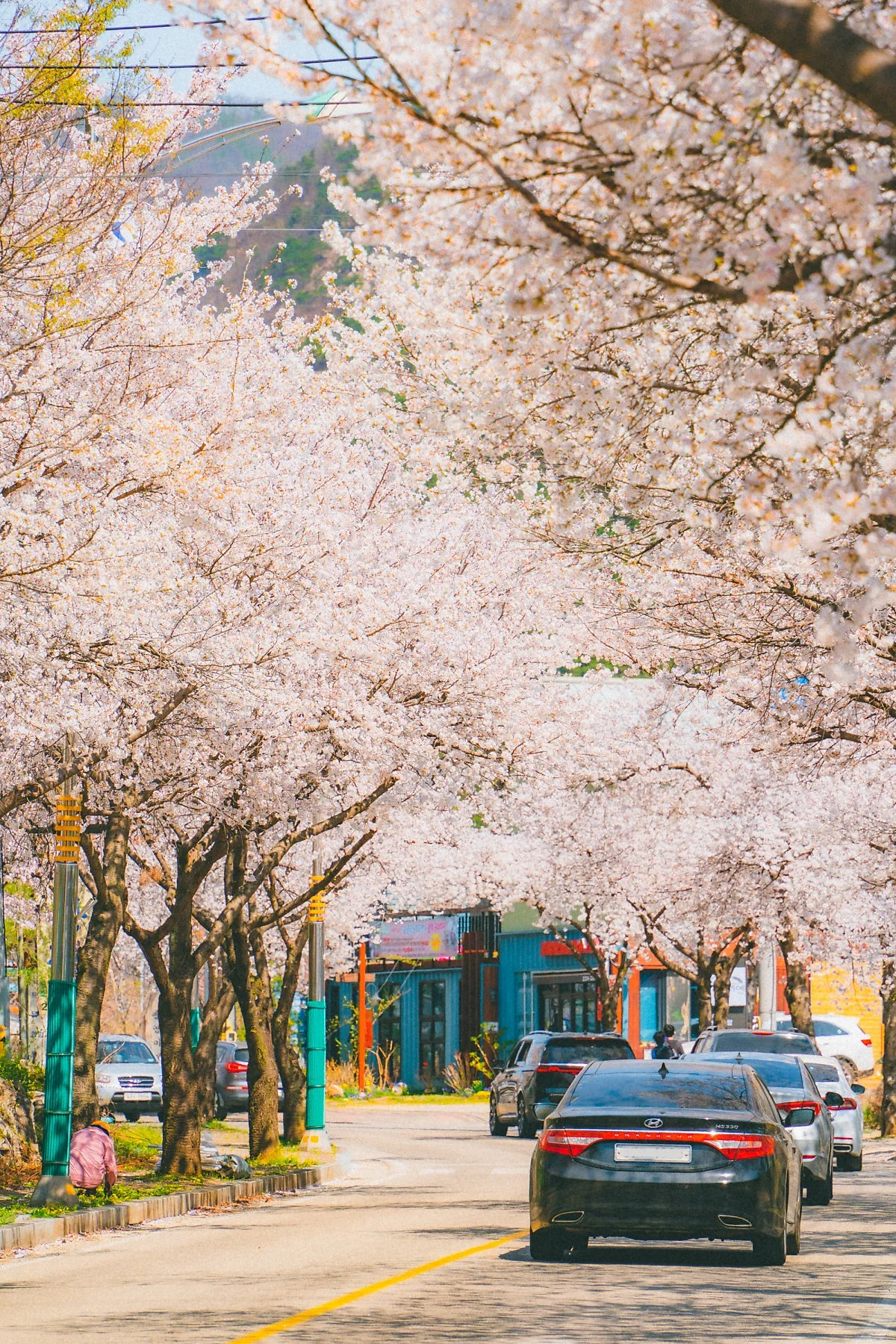 %EC%86%A1%EA%B4%91%EC%82%AC_%EB%B2%9A%EA%BD%83%EA%B8%B8_%282%29.jpg?type=w1200