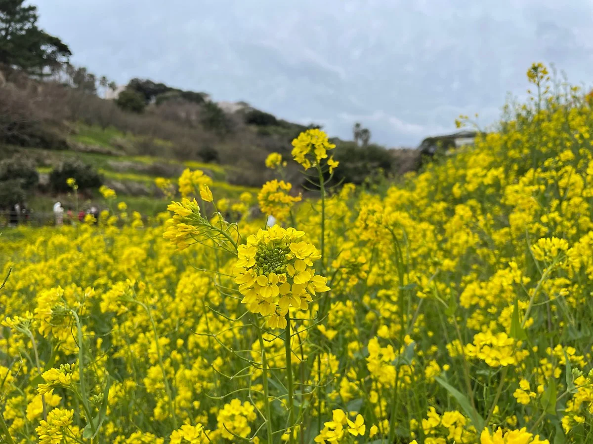 %EC%97%89%EB%8D%A9%EB%AC%BC%EA%B3%84%EA%B3%A1_%EC%9C%A0%EC%B1%84%EA%BD%83_%282%29.JPG?type=w1200