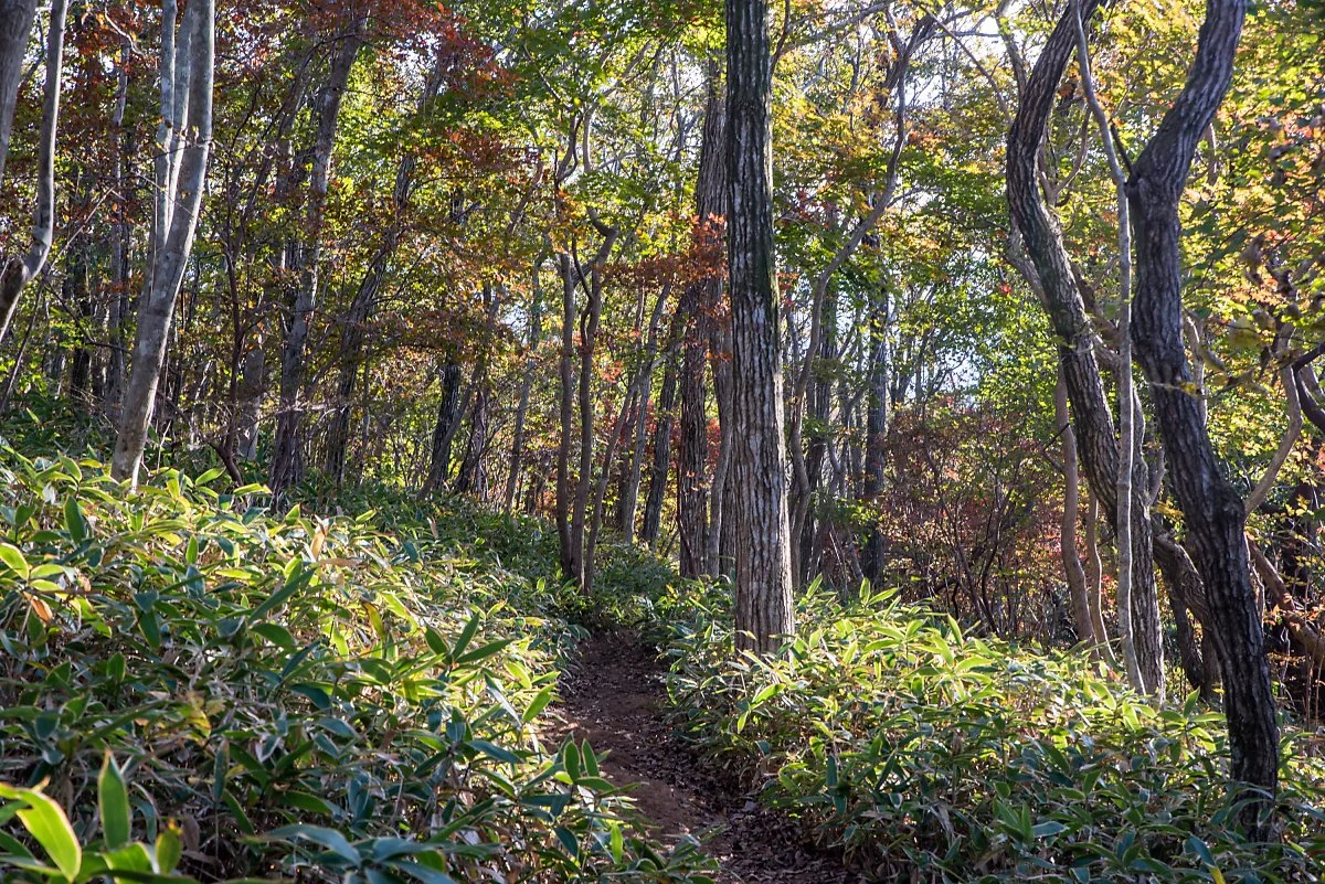 %EC%82%BC%EB%8B%A4%EC%88%98%EC%88%B2%EA%B8%B8_002.jpg?type=w1200