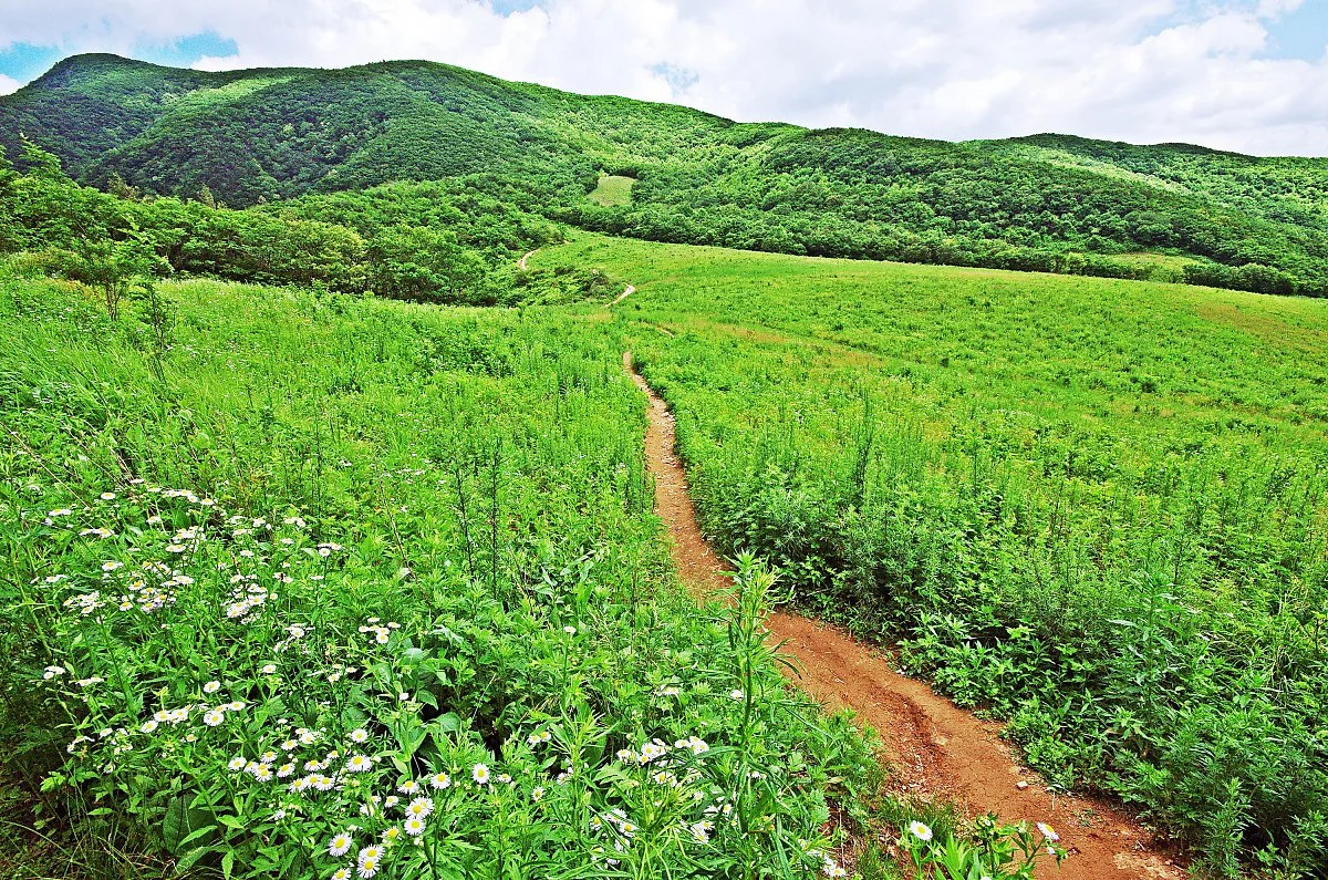 %EA%B3%A0%EC%9B%90%ED%8F%89%EC%A0%84_%EC%98%A4%EC%86%94%EA%B8%B8.JPG?type=w1200