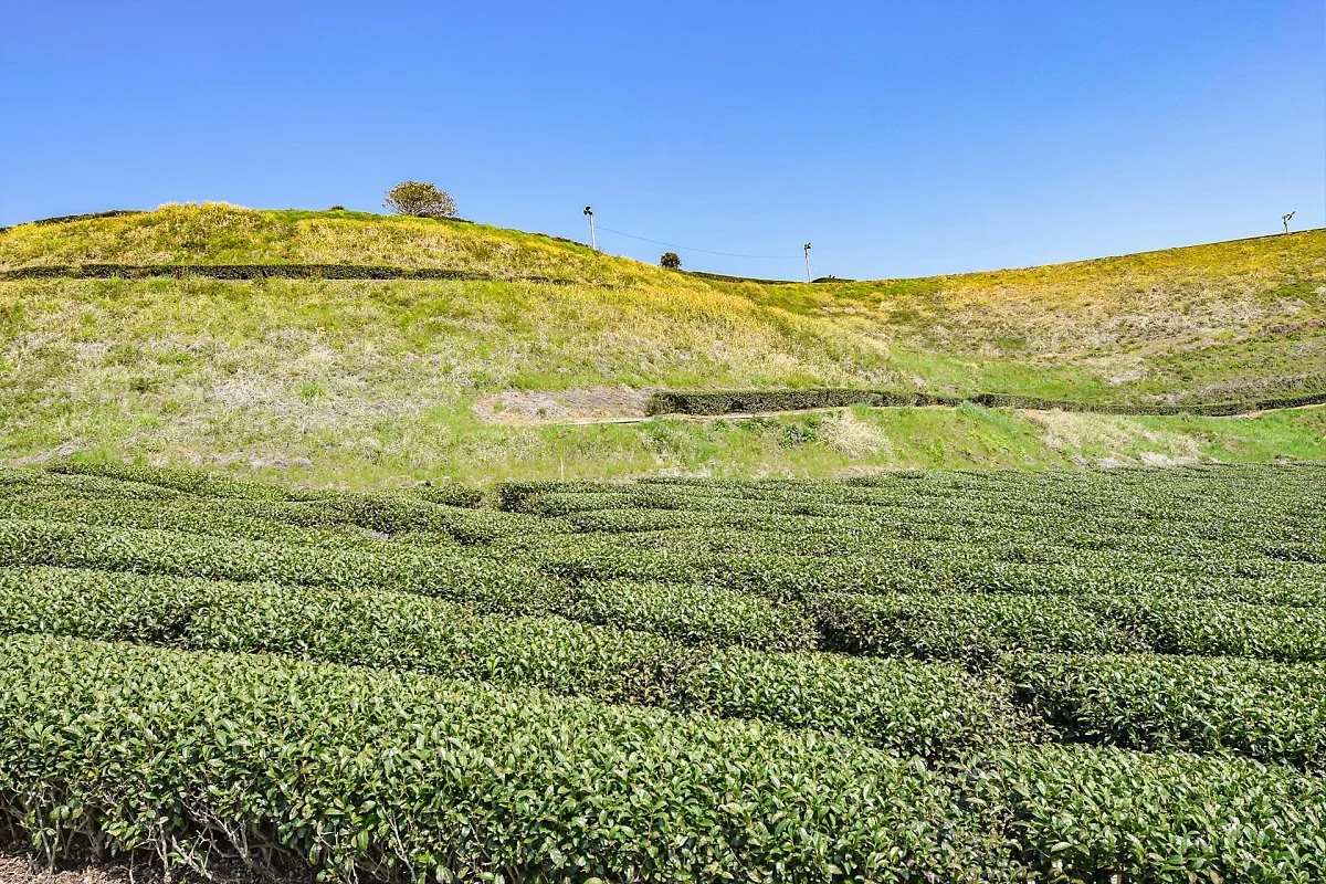 %EC%95%BC%EB%A9%94%EC%98%AC%EB%A0%88_%281%29.jpg?type=w1200