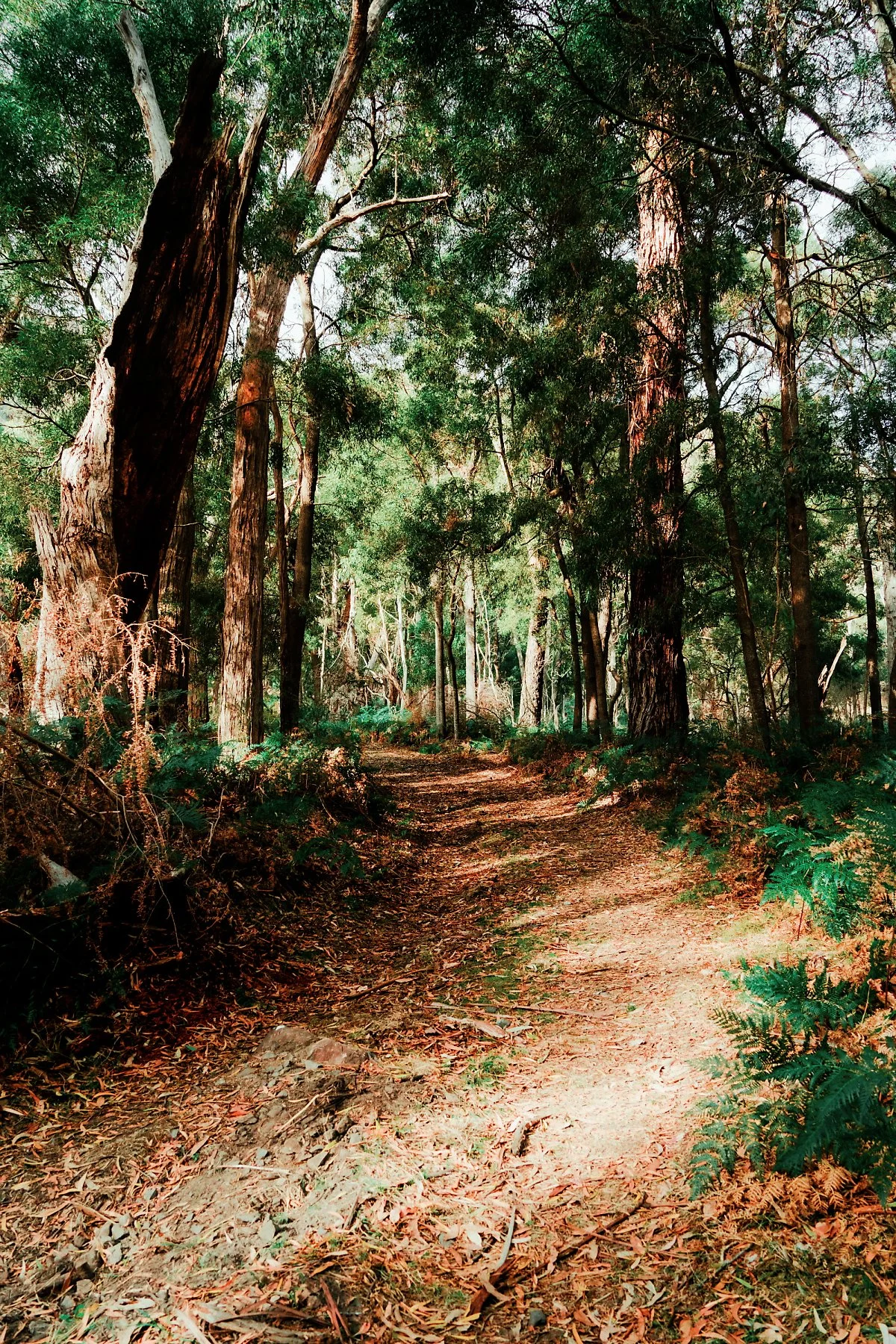 %EA%B7%B8%EB%9E%A8%ED%94%BC%EC%96%B8%EC%8A%A4_%EA%B5%AD%EB%A6%BD%EA%B3%B5%EC%9B%90_%284%29.jpg?type=w1200