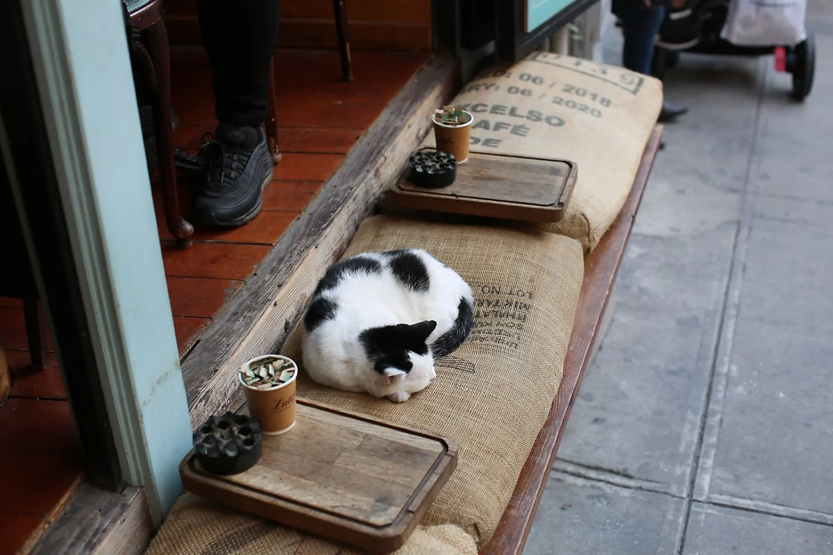 _%EC%9D%B4%EC%8A%A4%ED%83%84%EB%B6%88_%EA%B8%B8%EB%83%A5%EC%9D%B4_%283%29.JPG?type=w1200