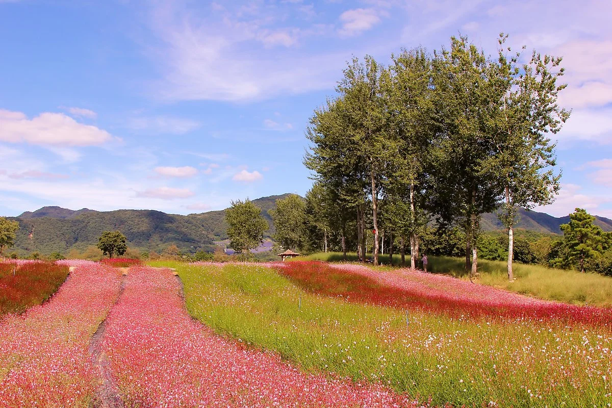 02%EA%B3%A0%EC%84%9D%EC%A0%95%EA%BD%83%EB%B0%AD_%286%29.JPG?type=w1200