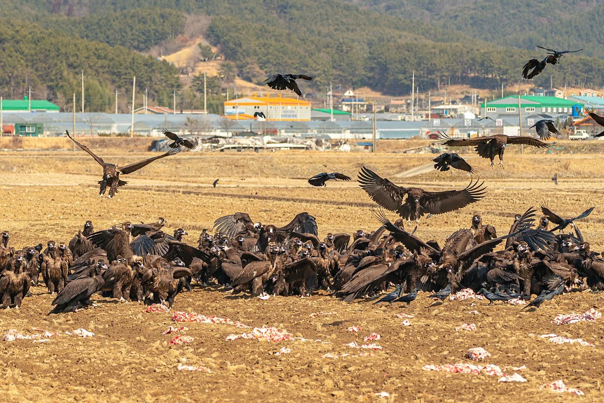 %EA%B3%A0%EC%84%B1_%EB%8F%85%EC%88%98%EB%A6%AC_014.jpg?type=w1200