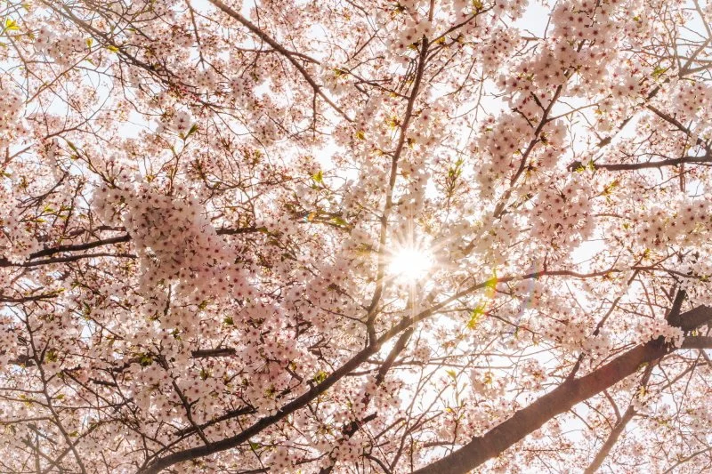 %EA%B0%95%ED%99%94%EC%82%B0%EC%84%B1_%EB%B6%81%EB%AC%B8_%EB%B2%9A%EA%BD%83%EA%B8%B8_%286%29.jpg?type=w1200