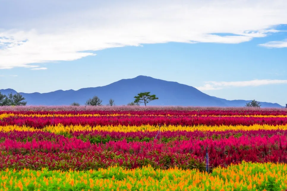 %EB%8F%84%EB%B9%84%EB%9D%BC_(2).jpg?type=w966