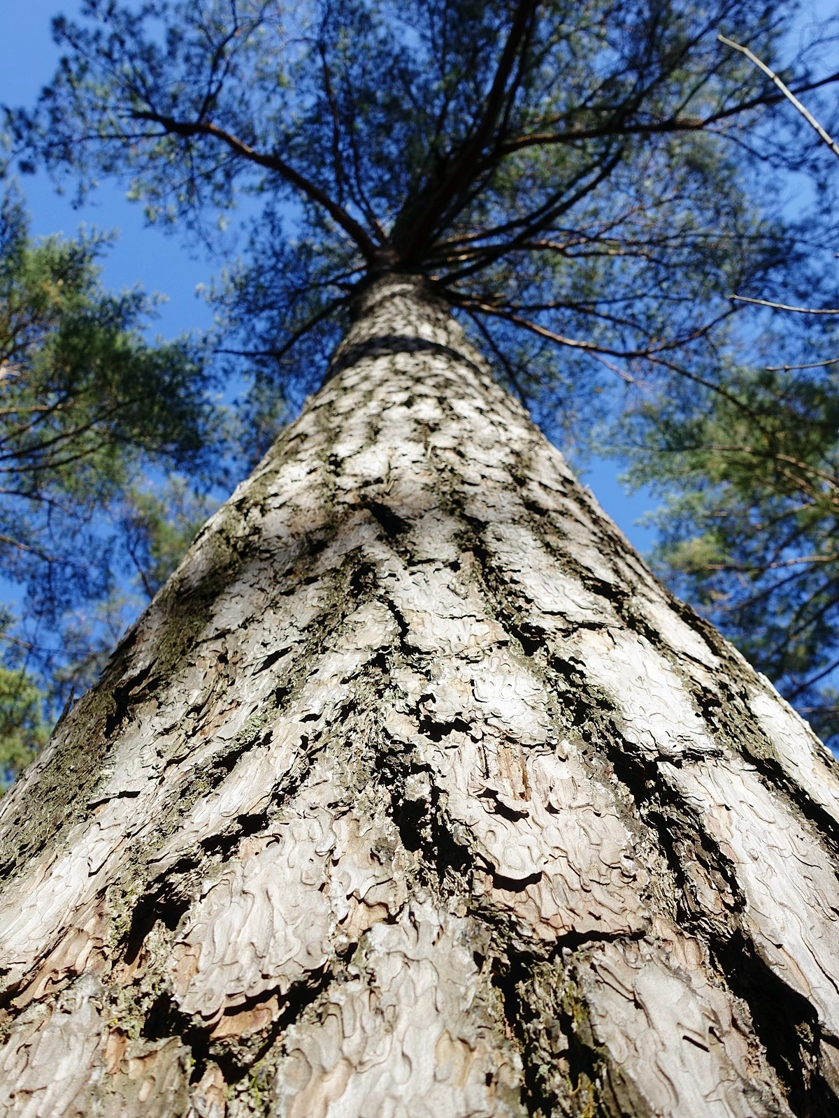 금강소나무숲길 (4).JPG