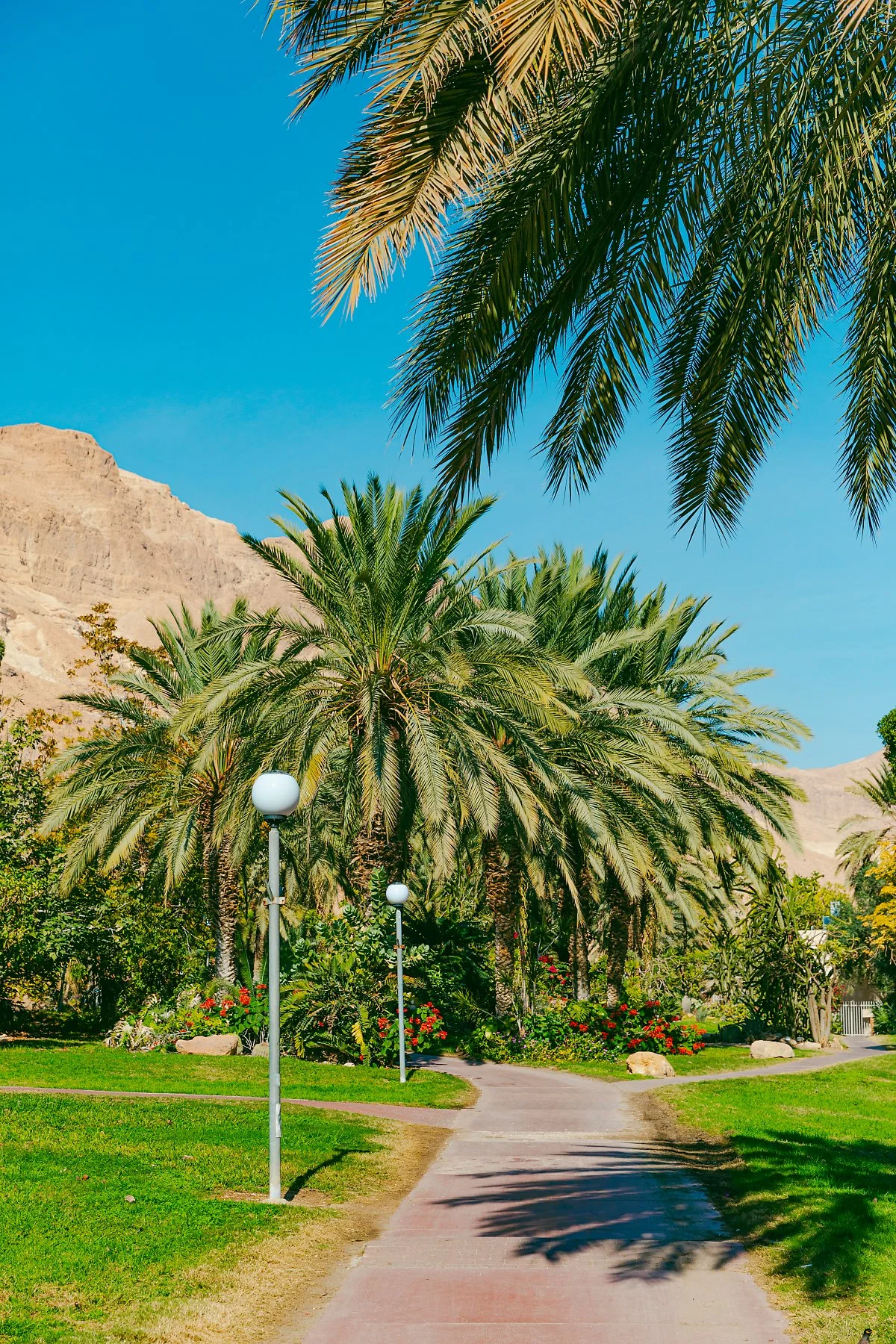 %EC%9D%B4%EC%8A%A4%EB%9D%BC%EC%97%98_Ein_Gedi_Botanical_Garden_1.jpg?type=w1200