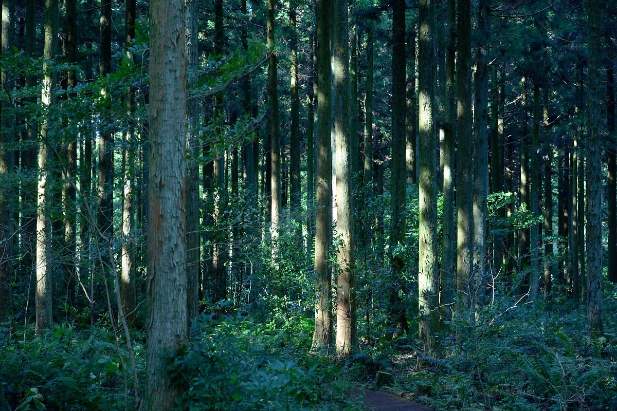 %EB%B6%89%EC%9D%80%EC%98%A4%EB%A6%84%EC%9E%AC%EB%B3%B4%EC%A0%95.JPG?type=w1200