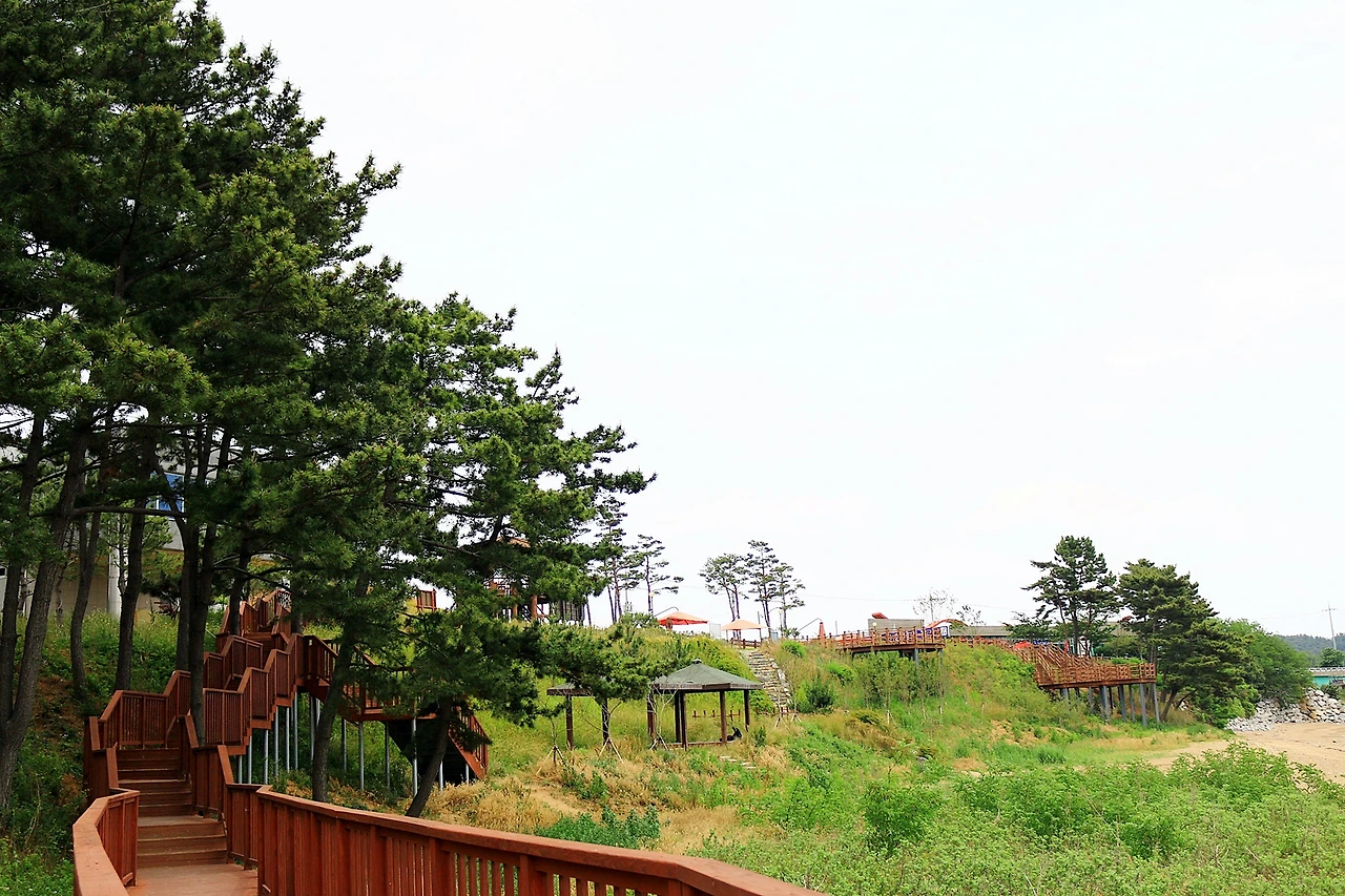 속동 전망대의 소나무숲 산책로 (3).JPG