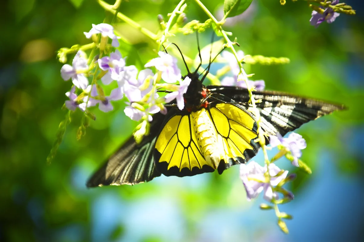 %EB%82%98%EB%B9%84%EB%86%8D%EC%9E%A5_%286%29.jpg?type=w1200