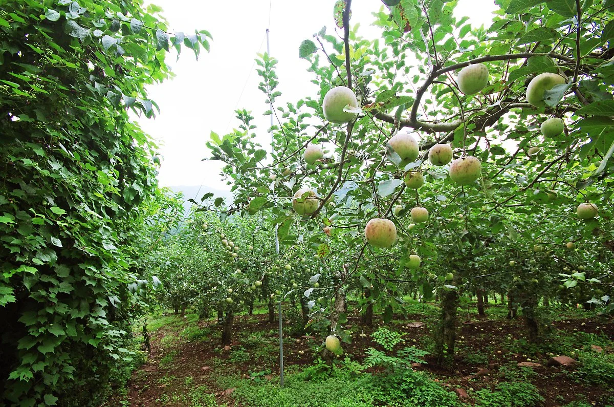 %EB%85%B8%EB%A3%A8%EB%AA%A9%EC%9E%AC_%EB%84%98%EC%96%B4_%EC%82%B0%EB%B9%84%ED%83%88%EB%B0%AD_%EC%82%AC%EA%B3%BC%EB%82%98%EB%AC%B4%EA%B0%80_%EC%9E%88%EB%8A%94_%EA%B8%B8%EC%9D%84_%EA%B1%B7%EB%8A%94%EB%8B%A4..JPG?type=w1200