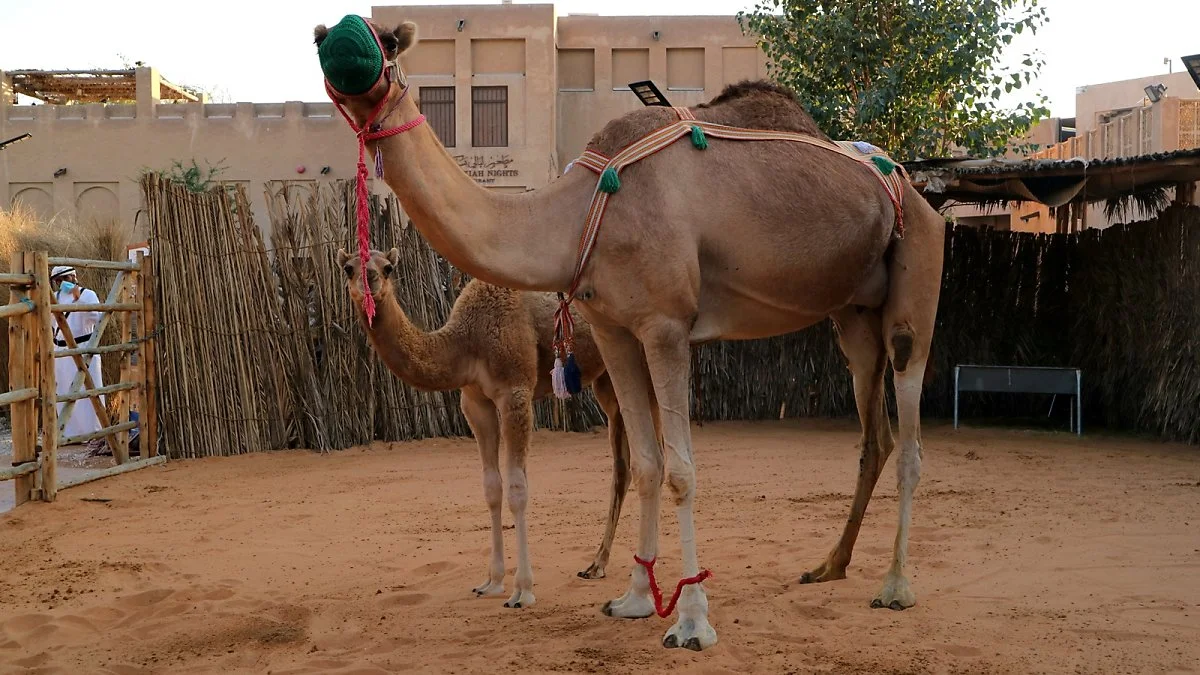 Al_Fahidi_2.jpg?type=w1200